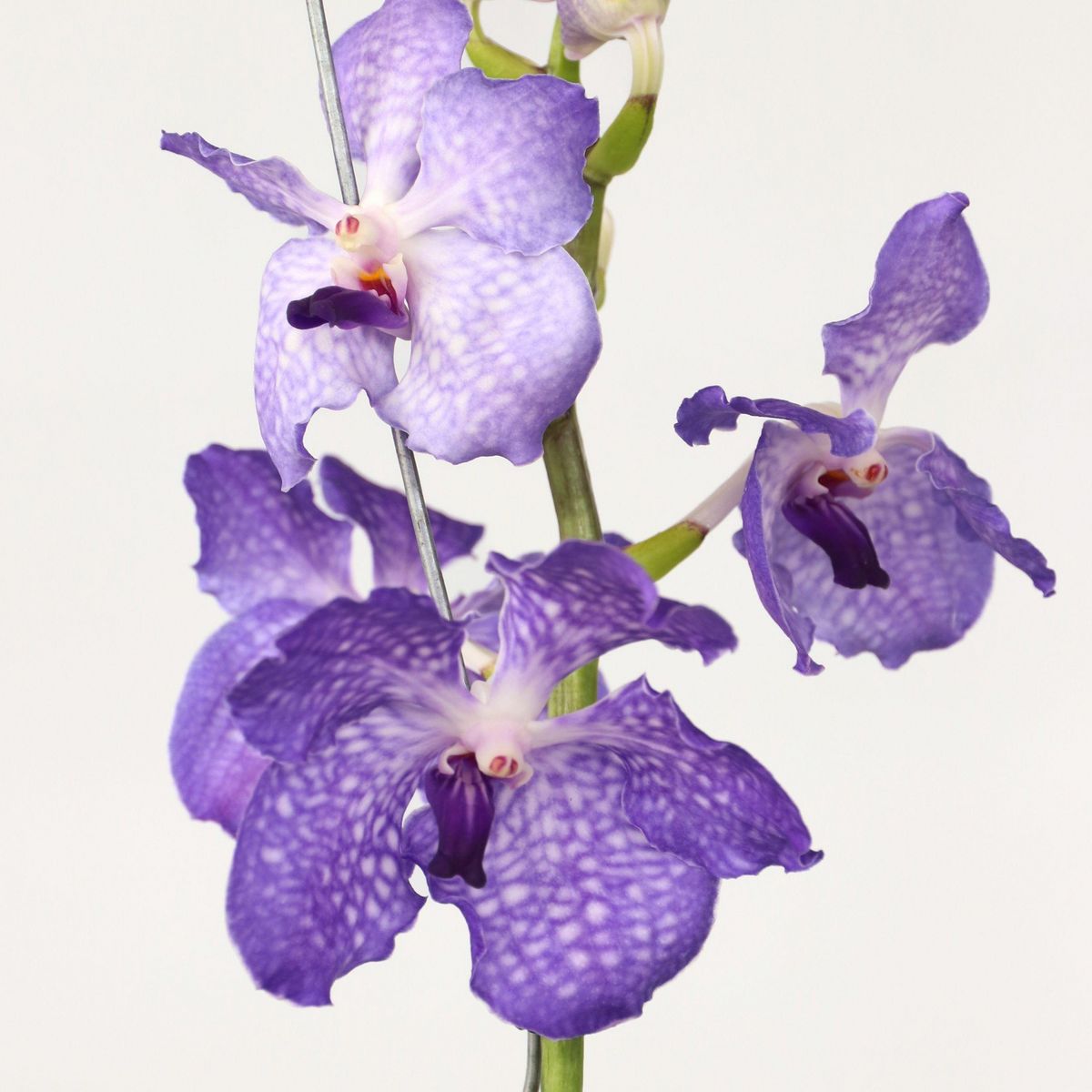 PLANT IN A BOX Orchidée - Vanda 'New Blue' - Hauteur 55-65cm