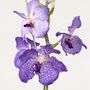 Voir la diapositive 3 : PLANT IN A BOX Orchidée - Vanda 'New Blue' - Hauteur 55-65cm