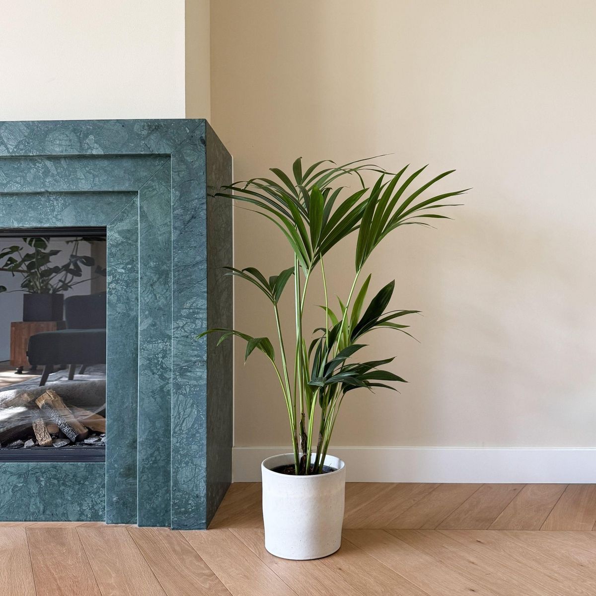 PLANT IN A BOX Palmier Kentia - Howea forsteriana - Hauteur 90-100cm - ⌀18cm