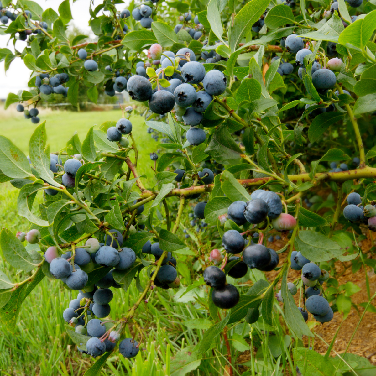 PLANT IN A BOX Myrtille - Set de 3 - Vaccinium corymbosum 'Sunshine Blue' - H25-40cm - ⌀9cm