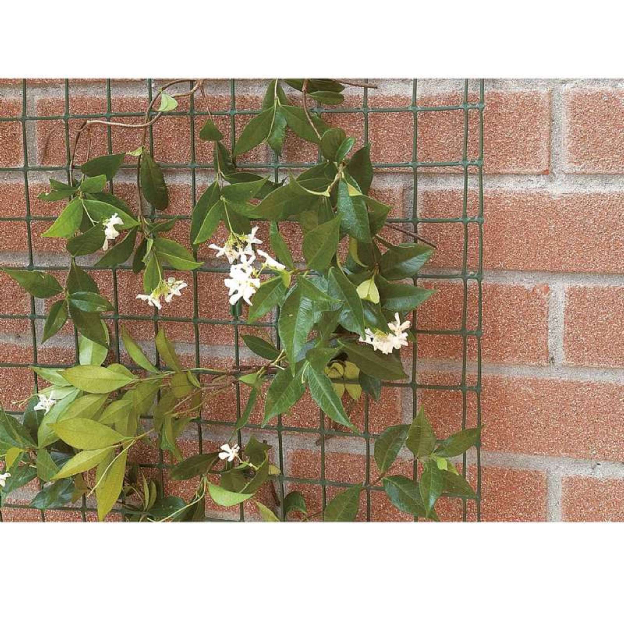 Voir la diapositive 3 : Tenax Grillage pour plante grimpante  Taille 0.5 x 5 m