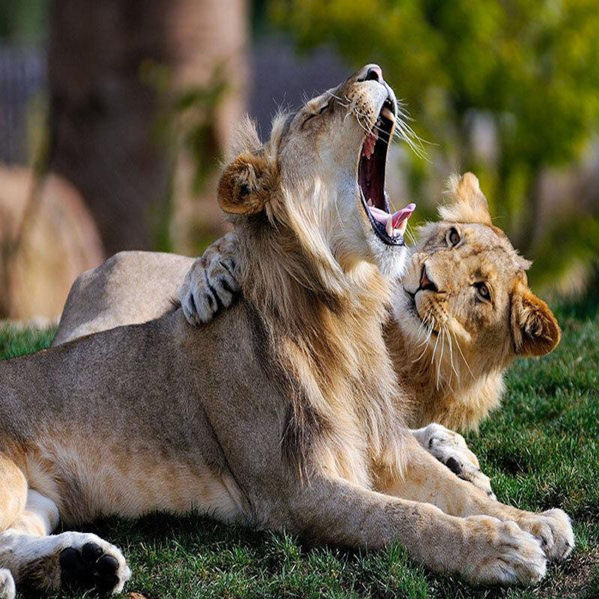 Smartbox Billets pour le ZooParc de Beauval 2026 : 2 entrées adulte et 1 entrée enfant pour 1 journée - Coffret Cadeau Multi-thèmes