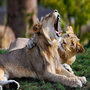 Voir la diapositive 4 : Smartbox Billets pour le ZooParc de Beauval 2026 : 2 entrées adulte et 1 entrée enfant pour 1 journée - Coffret Cadeau Multi-thèmes
