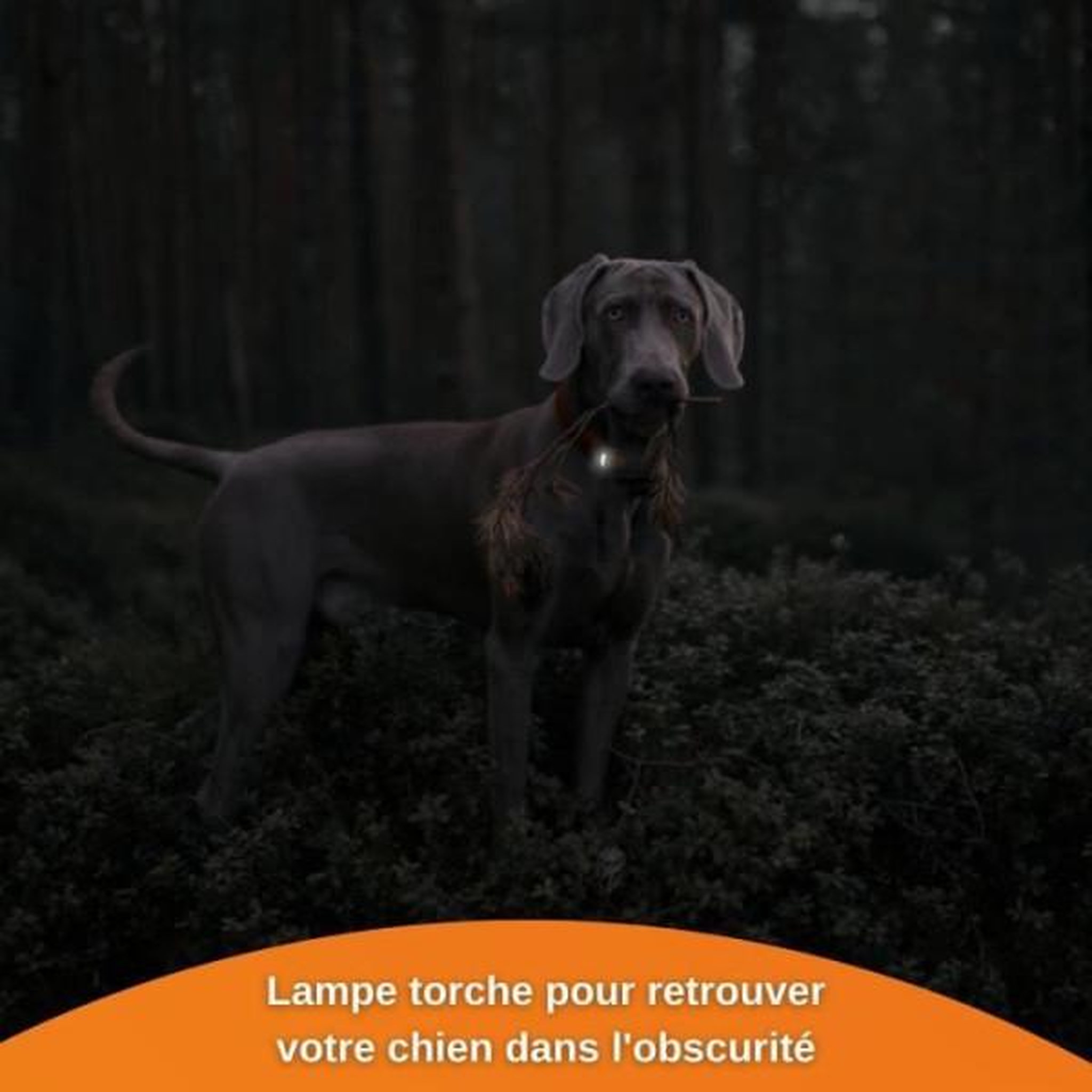 Voir la diapositive 2 : WEENECT Traceur GPS pour Chien - Weenect XS (Black Edition 2023)