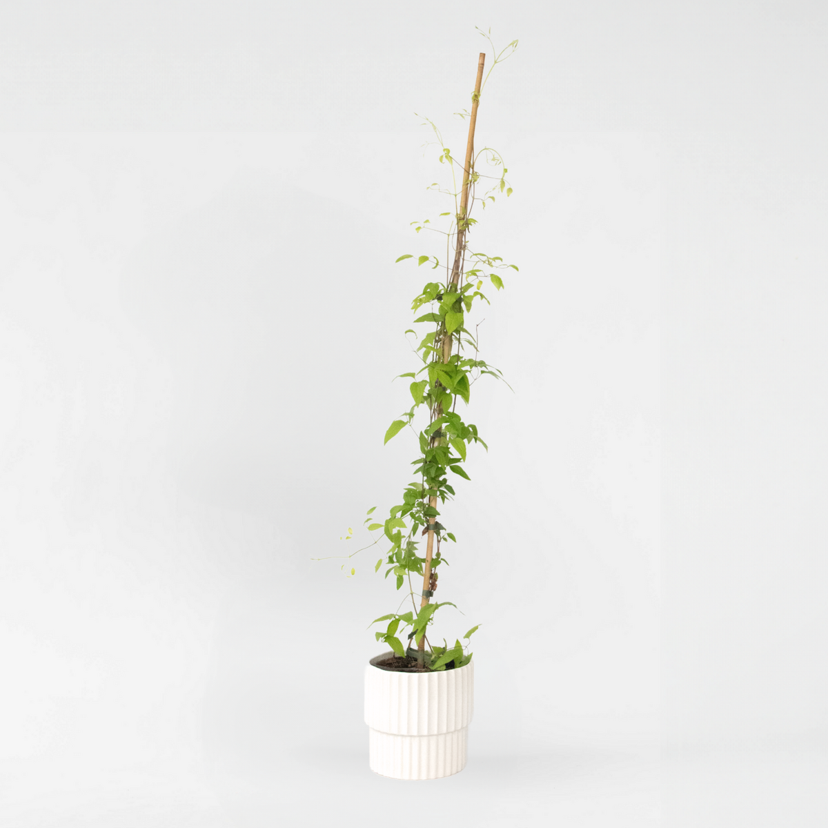 PLANT IN A BOX Clématite - Clematis 'Hagley Hybrid' - Hauteur 100-120cm - ⌀17cm