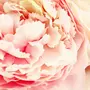 ATMOSPHERA Bouquet de Fleurs 35cm Rose