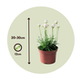 Voir la diapositive 2 : PLANT IN A BOX Oeillet des sables - Set de 3 - Armeria maritima 'Deep White' - H20-30cm - ⌀12cm