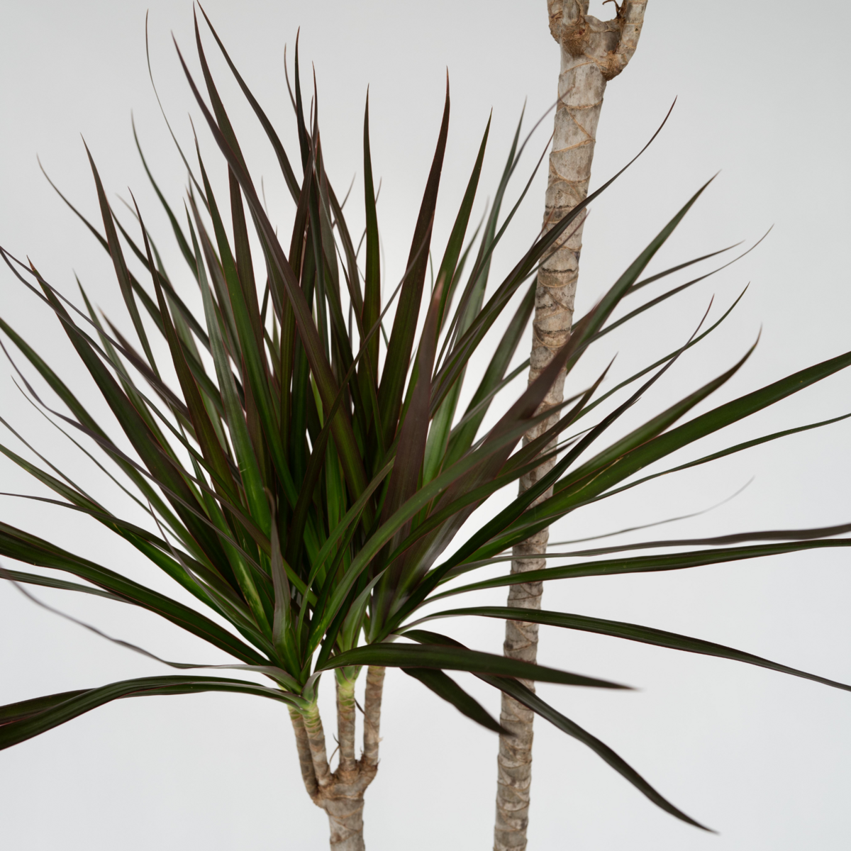 PLANT IN A BOX Dragonnier - Dracaena marginata - Hauteur 110-130cm - ⌀24cm
