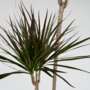 Voir la diapositive 3 : PLANT IN A BOX Dragonnier - Dracaena marginata - Hauteur 110-130cm - ⌀24cm