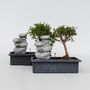 Voir la diapositive 6 : PLANT IN A BOX Bonsaï - Set de 2 - Bonsai - Hauteur 25-35cm - ⌀29cm