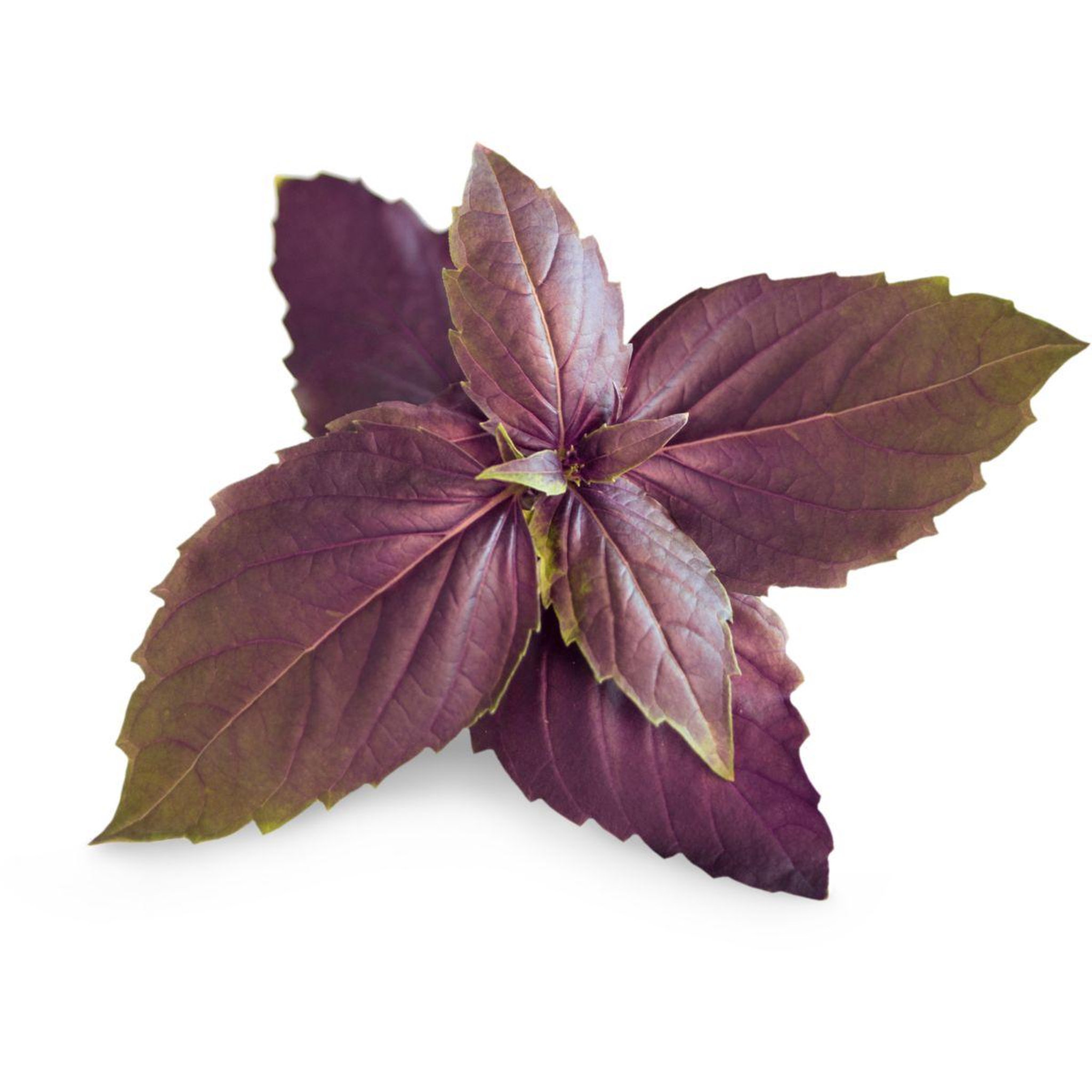 Voir la diapositive 2 : VERITABLE Recharge jardin d'intérieur Basilic Pourpre BIO