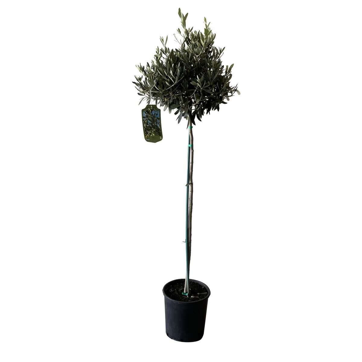Olea Europaea (Olivier) 12L