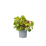 Voir la diapositive 1 : PLANT IN A BOX Feuille de sang - Iresine herbstii - Hauteur 20-30cm - ⌀13cm