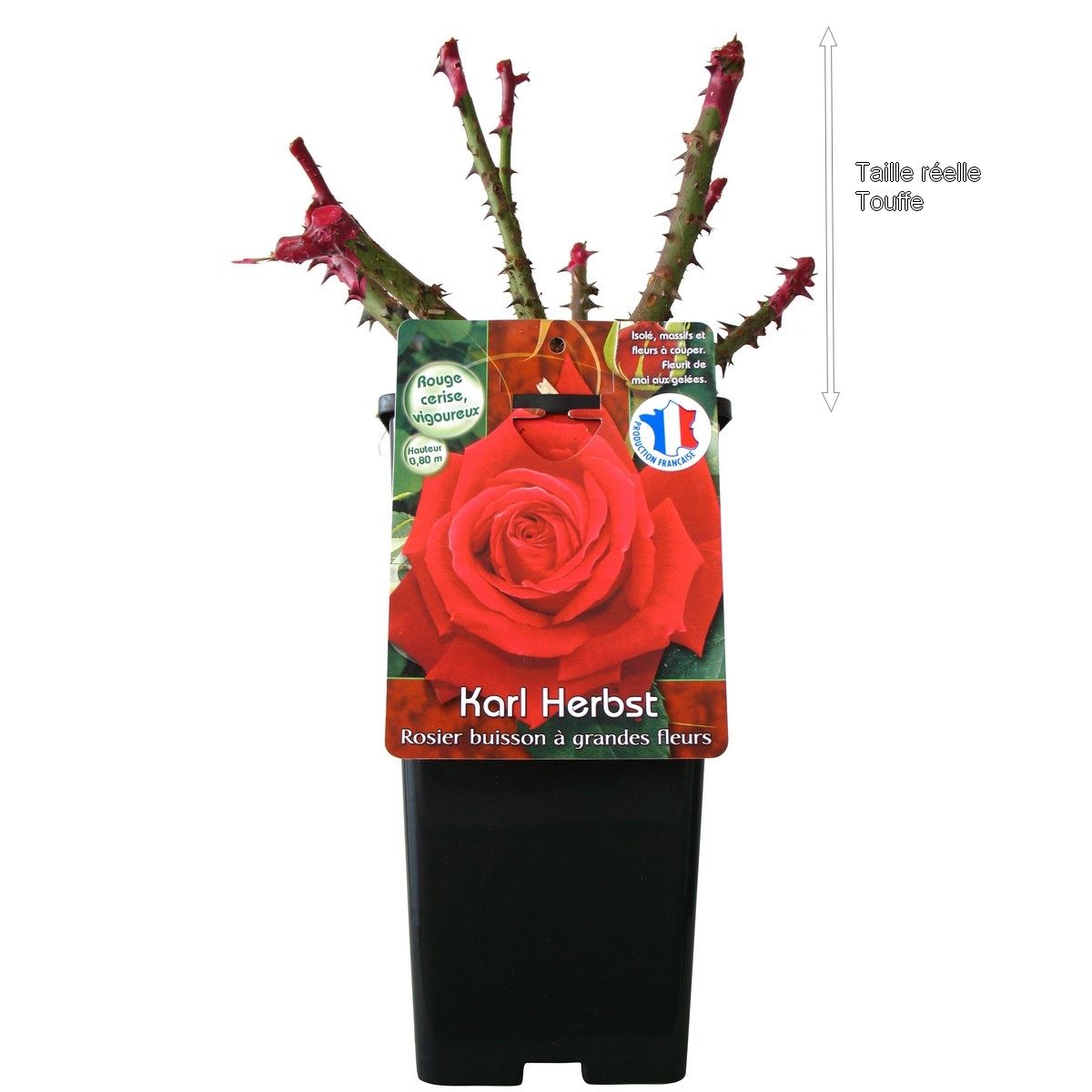 Rosier buisson Karl Herbst