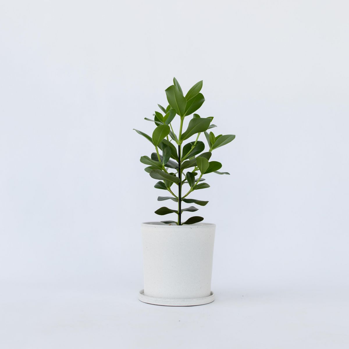 PLANT IN A BOX Pommier baumier - Clusia rosea 'Princess' - Hauteur 50-60cm - ⌀17cm