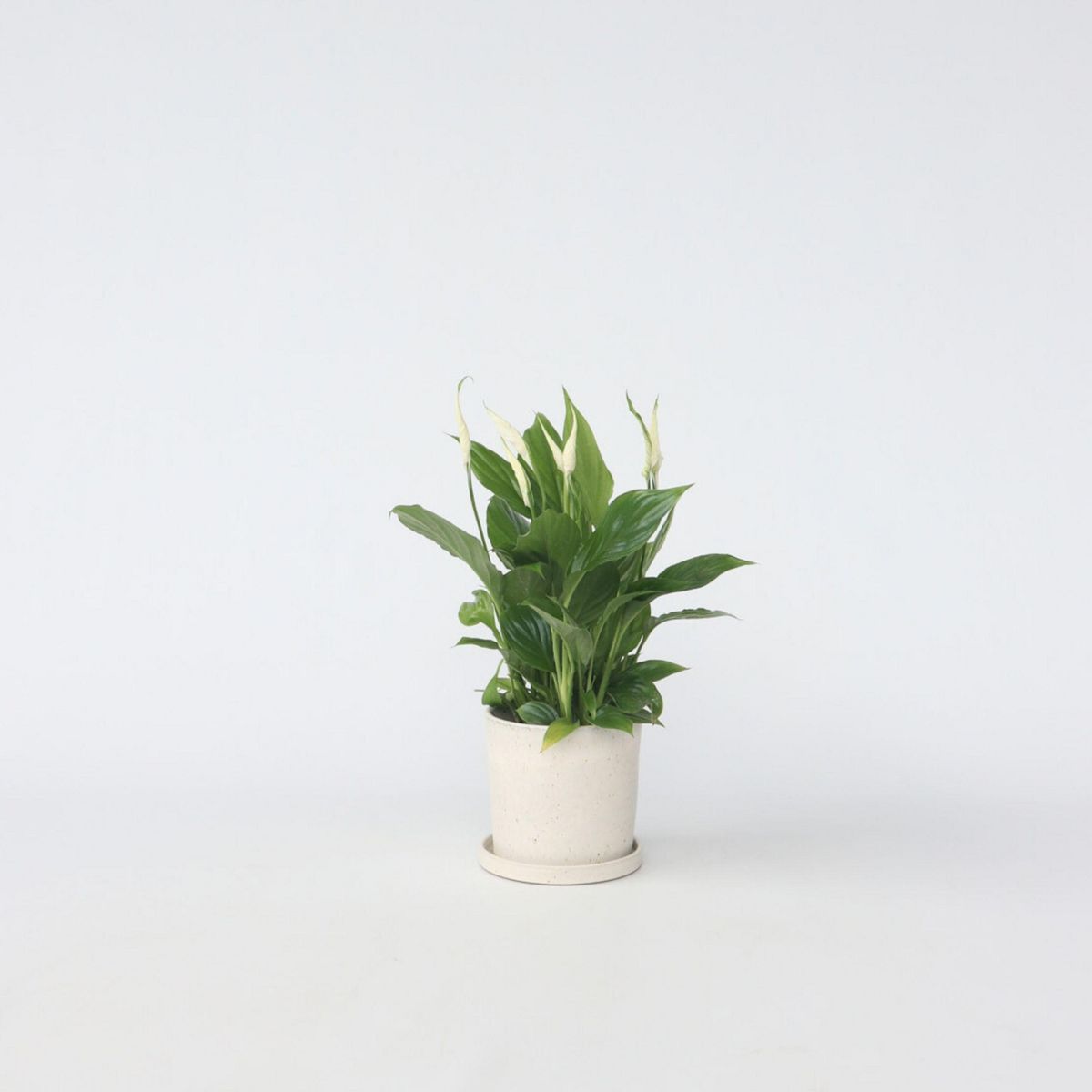 PLANT IN A BOX Fleur de lune - Spathiphyllum 'Torelli' - Hauteur 30-45cm - ⌀12cm
