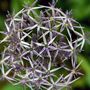 Voir la diapositive 3 : PLANT IN A BOX Ail - Set de 15 - Allium 'Christophii' - Bulbes à fleurs - Violet
