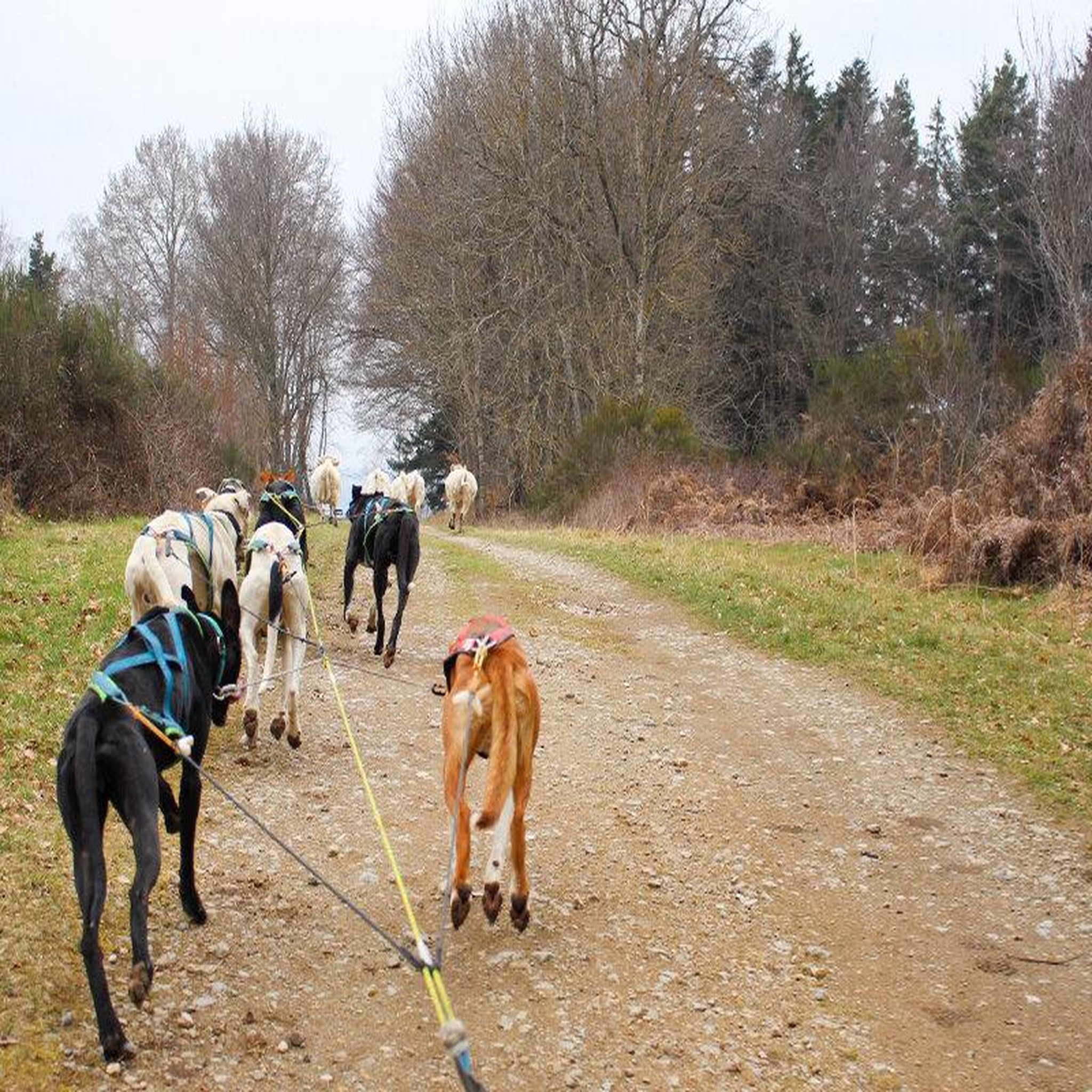 Voir la diapositive 4 : Smartbox Aventure insolite en famille : 1h30 de balade en cani-kart près de clermont-ferrand - coffret cadeau sport & aventure