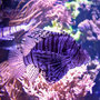 Voir la diapositive 2 : Smartbox À la découverte des secrets de l'océan : 1 entrée adulte coupe-file à l'aquarium Nausicaá en basse saison - Coffret Cadeau Sport & Aventure