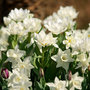 Voir la diapositive 4 : PLANT IN A BOX Narcisse - Set de 30 - Narcissus 'Mount Hood' - Bulbes à fleurs - Blanc