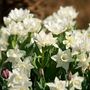 Voir la diapositive 4 : PLANT IN A BOX Narcisse - Set de 30 - Narcissus 'Mount Hood' - Bulbes à fleurs - Blanc