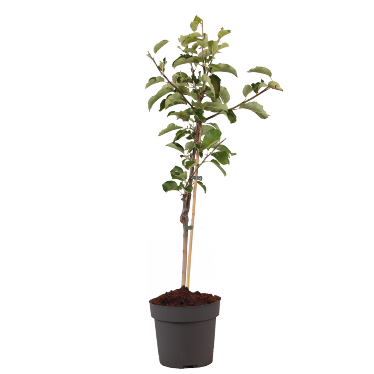 PLANT IN A BOX Pommier - Malus domestica 'Elstar' - Hauteur 90-100cm - ⌀21cm