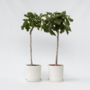 Voir la diapositive 5 : PLANT IN A BOX Figuier de Barbarie - Set de 2 - Ficus Carica - Hauteur 70-90cm - ⌀21cm