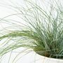 Voir la diapositive 3 : PLANT IN A BOX Fétuque - Set de 9 - Festuca glauca 'Elijah Blue' - Hauteur 10-15cm - ⌀9cm