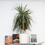 Voir la diapositive 4 : PLANT IN A BOX Dragonnier - Set de 2 - Dracaena marginata 'Magenta' - Hauteur 70-80cm - ⌀17cm