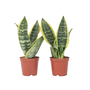 Voir la diapositive 1 : PLANT IN A BOX Langue de belle-mère - Set de 2 - Sansevieria Futura Superba - H35-40cm - ⌀12cm