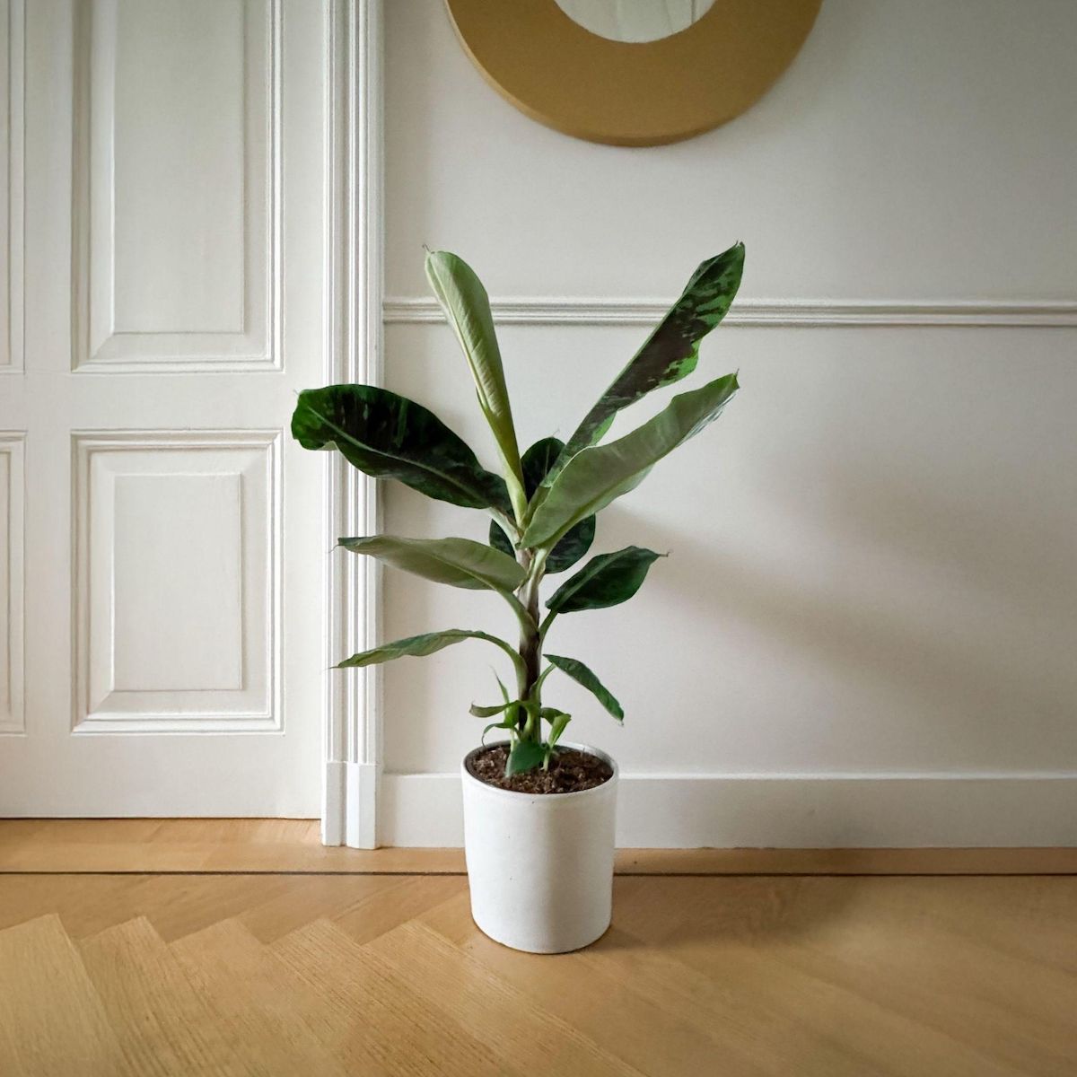 PLANT IN A BOX Bananaier nain - Musa 'Dwarf Cavendish' - Hauteur 90-100cm - ⌀21cm