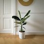 Voir la diapositive 4 : PLANT IN A BOX Bananaier nain - Musa 'Dwarf Cavendish' - Hauteur 90-100cm - ⌀21cm