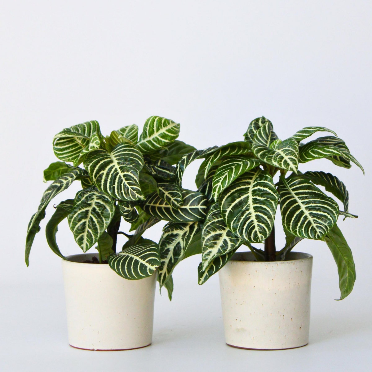 PLANT IN A BOX Plante à feuilles panachées - Set de 4 - Aphelandra botanica - H25-45cm - ⌀13cm