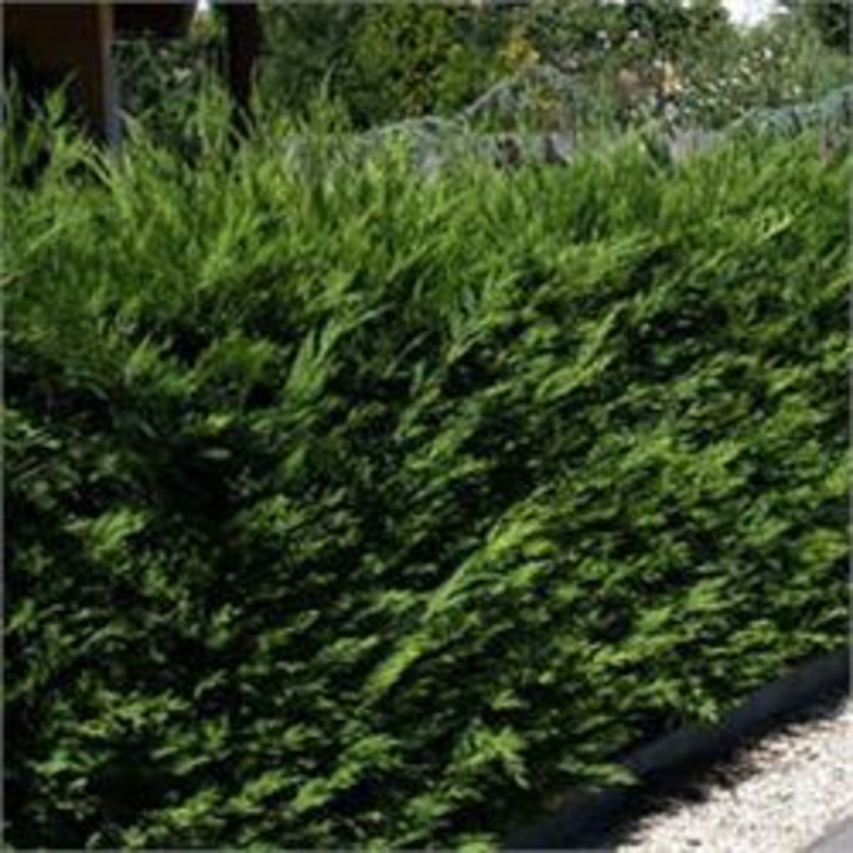 Cyprès de Leyland 2001