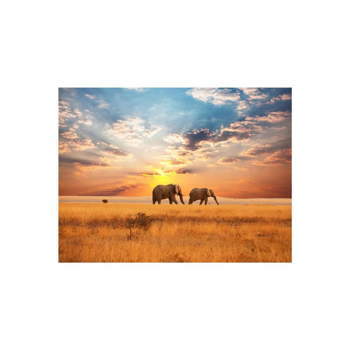 Paris Prix Papier Peint  Éléphants de Savane D'Afrique