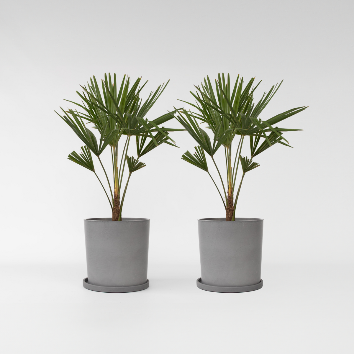 PLANT IN A BOX Palmier de Chine - Set de 2 - Trachycarpus Fortunei - Hauteur 65-75cm - ⌀21cm