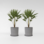 Voir la diapositive 6 : PLANT IN A BOX Palmier de Chine - Set de 2 - Trachycarpus Fortunei - Hauteur 65-75cm - ⌀21cm