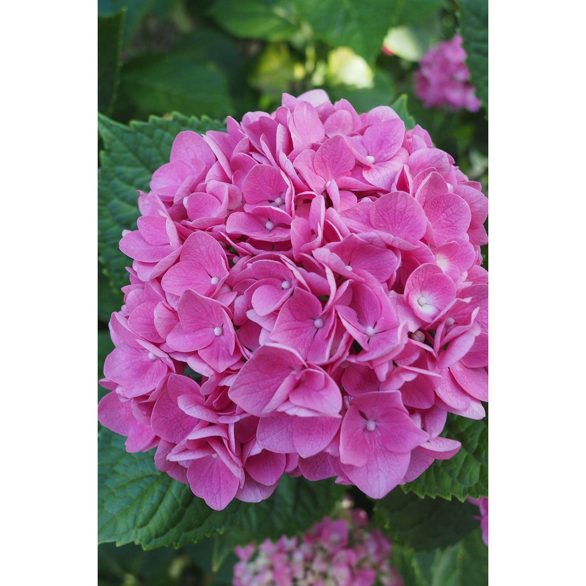 PLANT IN A BOX Hortensia - Set de 6 - Hydrangea macrophylla 'Early Pink' - H25-40cm - ⌀9cm