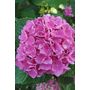 Voir la diapositive 3 : PLANT IN A BOX Hortensia - Set de 6 - Hydrangea macrophylla 'Early Pink' - H25-40cm - ⌀9cm