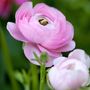 Voir la diapositive 3 : PLANT IN A BOX Renoncule - Set de 40 - Ranunculus - Bulbes à fleurs