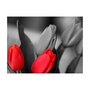 Paris Prix Papier Peint  Tulipes Rouges sur Fond Noir & Blanc 