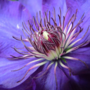 Voir la diapositive 3 : PLANT IN A BOX Clématite - Clematis 'The President' - Hauteur 100-120cm - ⌀17cm