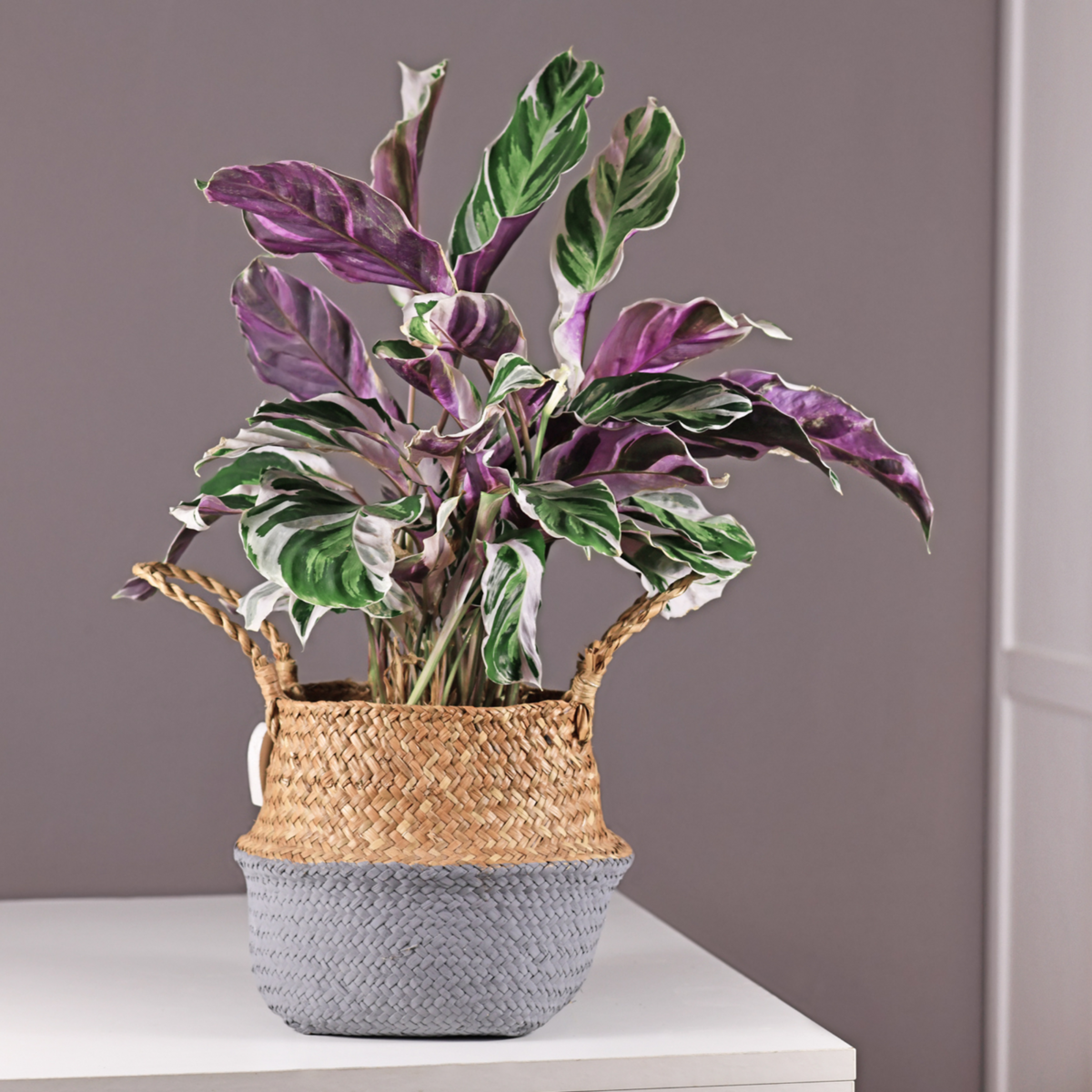 PLANT IN A BOX Calathée - Calathea Lietzei 'White Fusion' - Hauteur 30-40cm - ⌀14cm