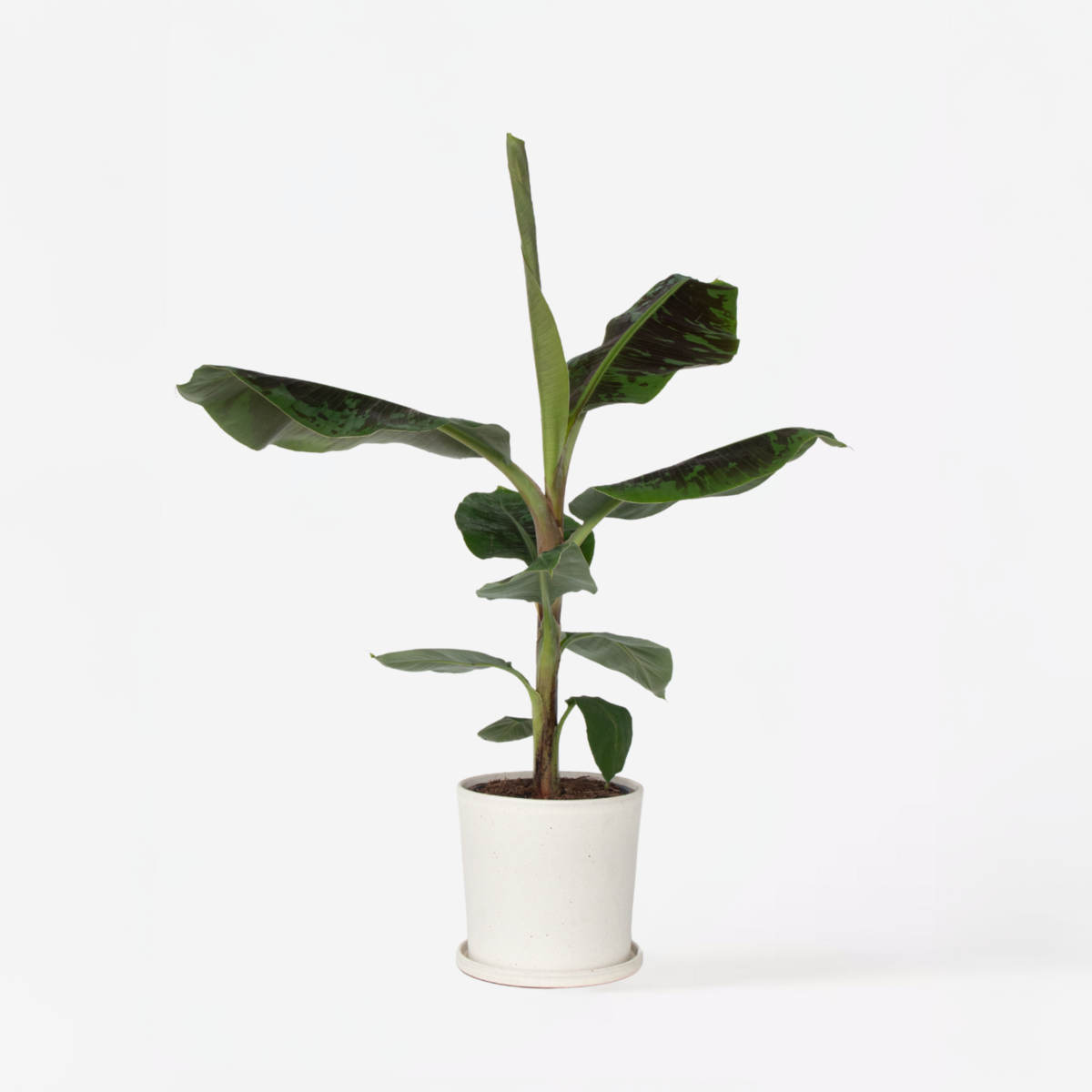 PLANT IN A BOX Bananaier nain - Musa 'Dwarf Cavendish' - Hauteur 90-100cm - ⌀21cm