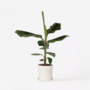 Voir la diapositive 5 : PLANT IN A BOX Bananaier nain - Musa 'Dwarf Cavendish' - Hauteur 90-100cm - ⌀21cm