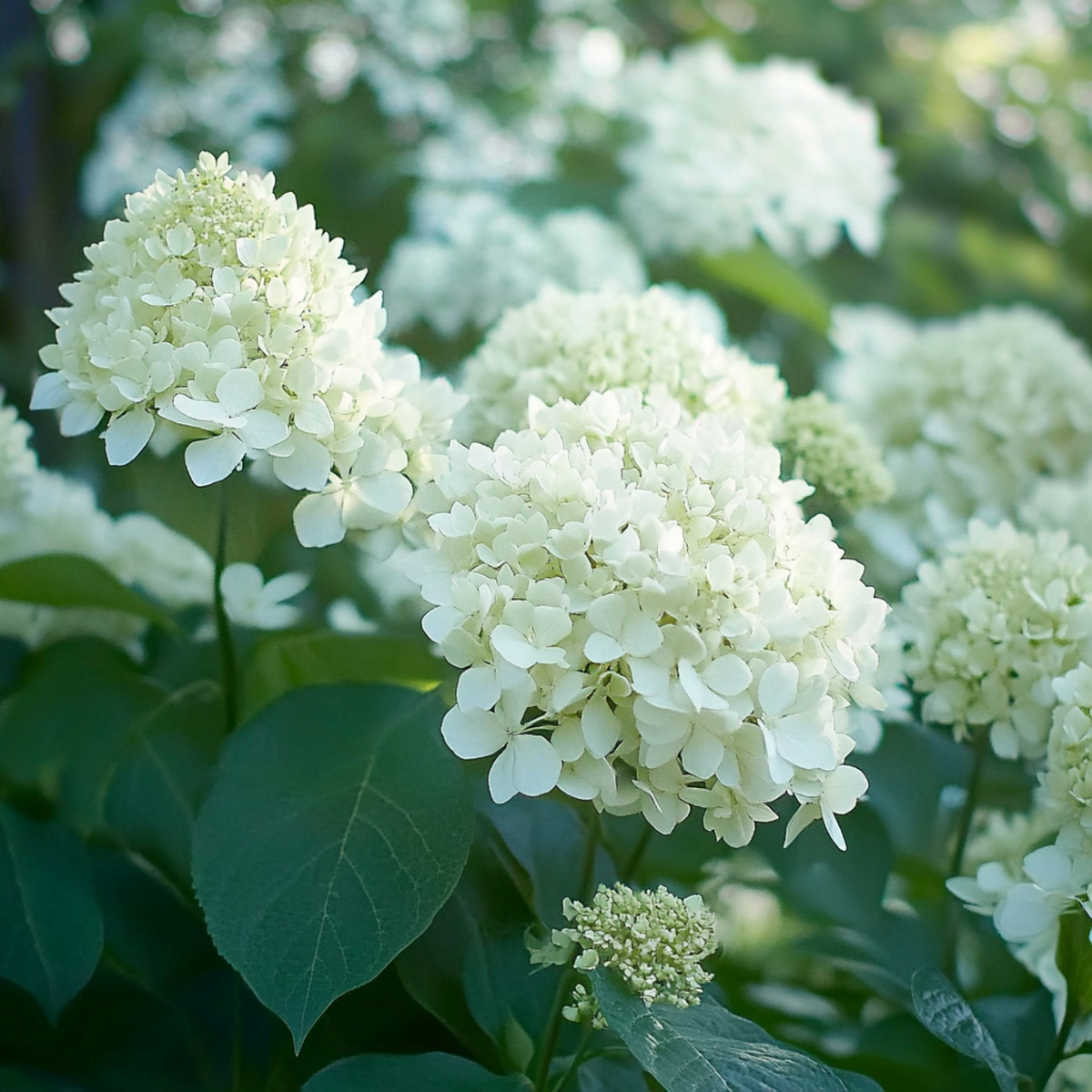 PLANT IN A BOX Hortensia - Set de 3 - Hydrangea paniculata 'Silver Dollar' - H25-40cm - ⌀9cm