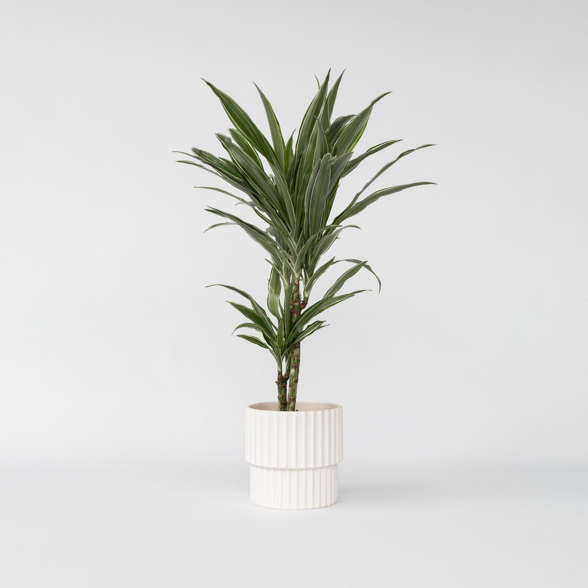 PLANT IN A BOX Dragonnier - Dracaena Deremensis 'Warneckei' - Hauteur 60-70cm - ⌀17cm