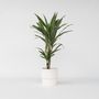 Voir la diapositive 5 : PLANT IN A BOX Dragonnier - Dracaena Deremensis 'Warneckei' - Hauteur 60-70cm - ⌀17cm
