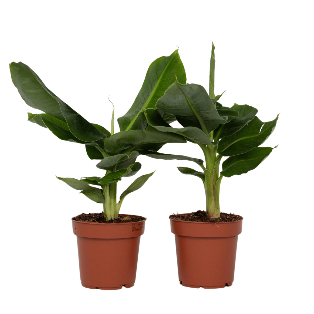 PLANT IN A BOX Bananaier nain - Set de 2 - Musa 'Oriental Dwarf' - Hauteur 25-40cm - ⌀12cm