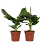 Voir la diapositive 1 : PLANT IN A BOX Bananaier nain - Set de 2 - Musa 'Oriental Dwarf' - Hauteur 25-40cm - ⌀12cm